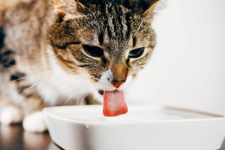 My Cat Needs Oat Milk: Is It Safe To Drink?