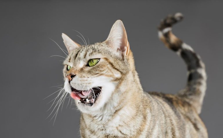 Reason Why Your Cat Might Be Drooling
