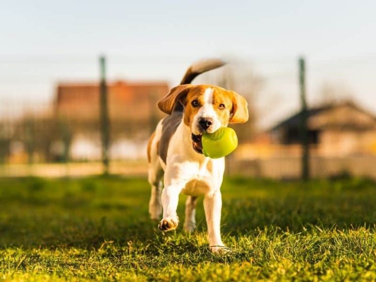 Why Do Dogs Love to Fetch Things?